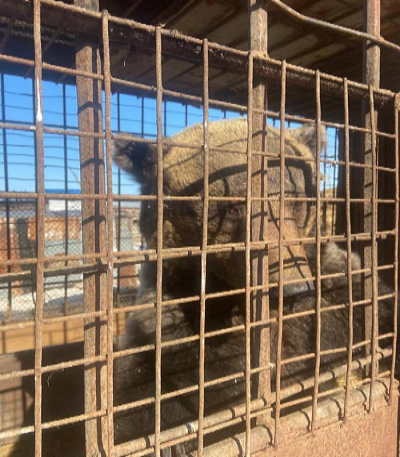 Сотрудниками Приамурского межрегионального управления Росприроднадзора проверена законность содержания  бурого медведя в Хабаровском районе